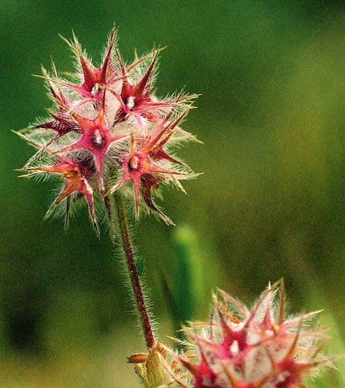 KRETARESAN Stjärnklöver Trifolium stellatum vanlig nästan överallt på Kreta. Vilken härligt charmig blomma! Och så var det alla blommor!