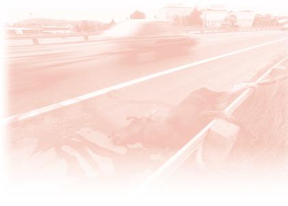 Ungefär hälften av alla trafikolyckor som inträffar i Sverige är kollision med klövvilt. Det innebär att det sker nästan 90 klövviltsolyckor varje dag. Risken att själv drabbas är stor.