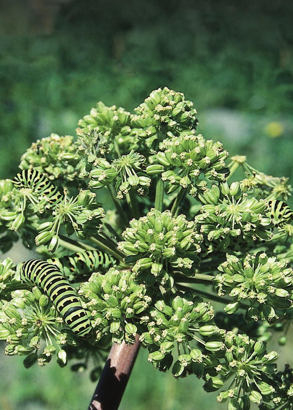 Svensk Botanisk Tidskrift 97(1): 1 64 (2003) ISSN 0039-646X, Uppsala 2003 INNEHÅLL 1 Ordföranden har ordet: Året som kommer Natura 2000 2 Välkomna till Botanikdagarna i Norrbotten!