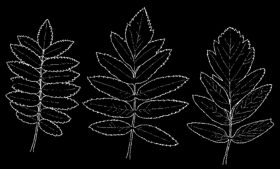 (Vascular plant diversity in grazed conifer forests on Gotland effects of ceased grazing) 46 Nordström, E-M: Människan i urskogen vegetationshistoria i Hamra nationalpark under 2500 år (Man in the