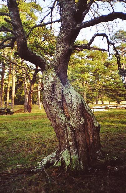 Fagerrönn på Gotland På Gotland finns flera Sorbus-arter som ofta orsakar svårigheter vid bestämningen. En av dessa är den art som numera ska kallas fagerrönn Sorbus meinichii.