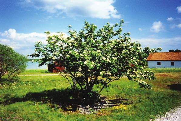 HÖGSTRÖM En solitär fagerrönn vid Ekeviken på Fårö. Salvesen (1993) skriver om arten att den är kjent for sin skjønhet.