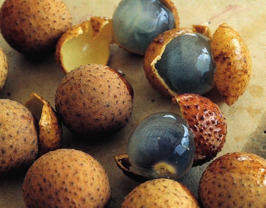 EXOTISKA FRUKTER Kattöga Dimocarpus longan subsp. malesianus är ett smakligt exempel ur familjen kinesträdsväxter Sapindaceae.