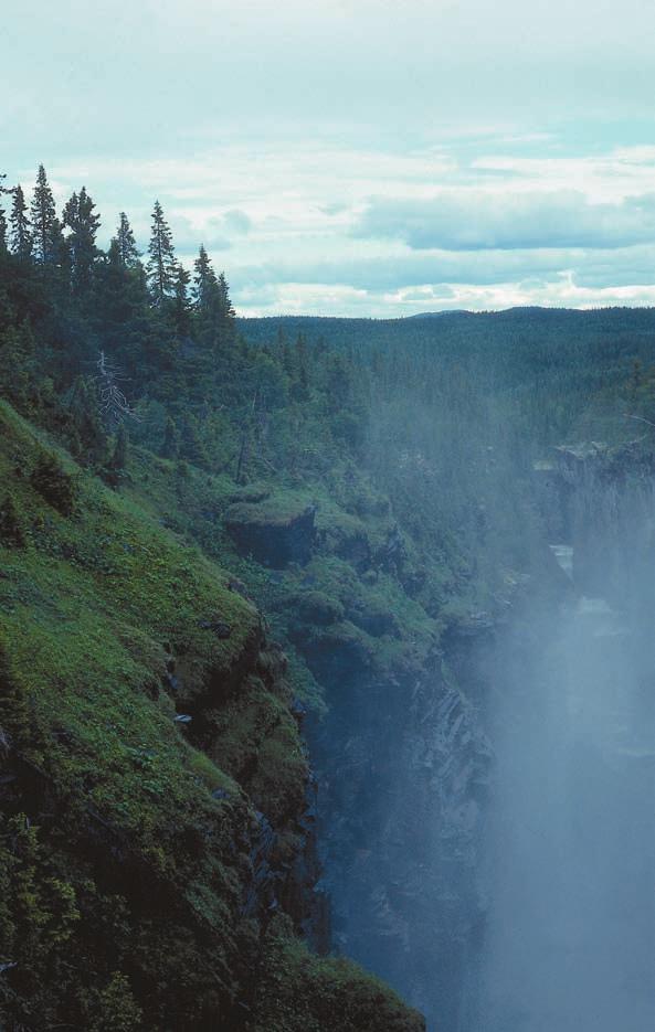 HÅRIG SKROVELLAV på sin växtplats och förekommer alltid tillsammans med andra höga naturvärden. Arten växer på träd, inte långt från stänkzonen invid forsar och vattenfall.