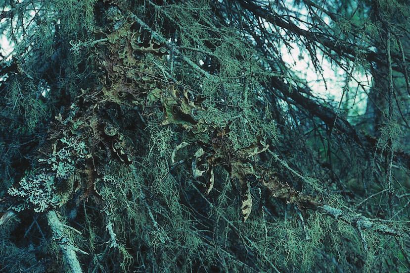 HALLINGBÄCK Figur 3. Lobarion. Här ser vi bland annat lunglav och hårig skrovellav men även trubbig brosklav Ramalina obtusata.