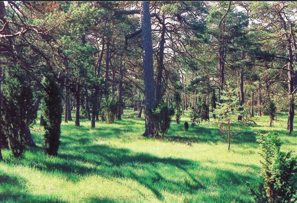 Skogsbete i gotländska barrskogar vad händer med floran när djuren försvinner? Ingenstans i Sverige finns så mycket betad skog kvar som på Gotland.