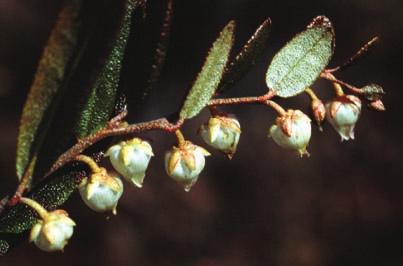 Finnmyrten Chamaedaphne calyculata är en doldis som har blivit en kändis! Numera finns ett åttiotal lokaler i Norrbotten.