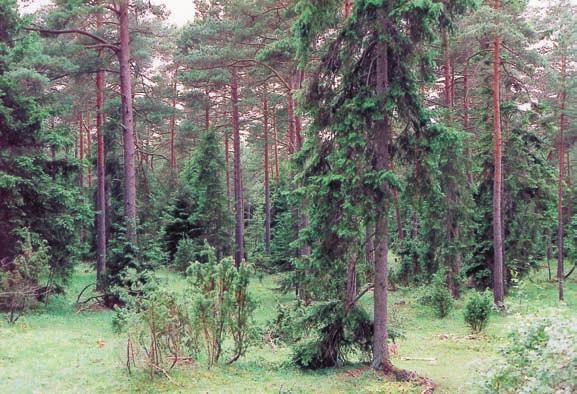 SKOGSBETE PÅ GOTLAND Skogsbete i Levide som betas av gotlandsruss. Inom inventeringsytan finns många mindre gläntor.