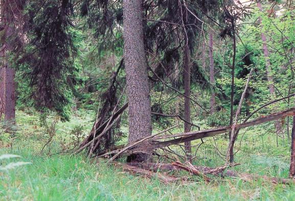 Typical species for this grazed woodland on southern Gotland are Campanula rotundifolia, Danthonia decumbens, and Festuca ovina. The area is grazed by semi-domesticated Gotland ponies.