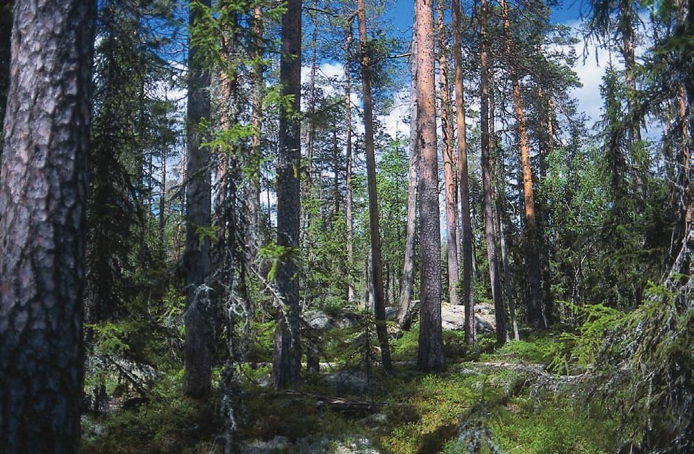 Människan i urskogen vegetations historia i Hamra nationalpark under 2 500 år Pollenanalys kan avslöja vilka vegetationsförändringar som skett i ett område långt efter de är möjliga att spåra i