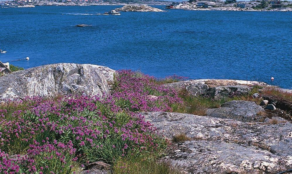 Floraförändringar i Göteborgs södra skärgård under 1900-talet I början av förra seklet inventerades Styrsö socken i Göteborgs södra skärgård av Thorvald Lange.