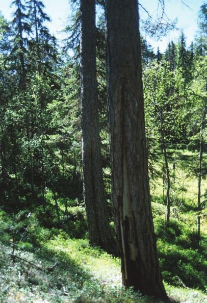 HAMRA NATIONALPARK människan och hur förändras de över tiden? Vilken effekt har eventuell mänsklig påverkan haft på skogen?