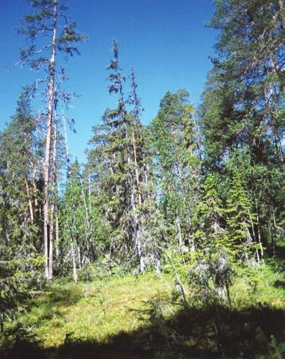 en brand på platsen eller lokalt i området (Tinner m.fl. 1998, Pitkänen m.fl. 1999, Ohlson & Tryterud 2000).