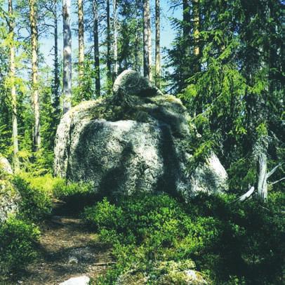NORDSTRÖM Figur 7. På höjden ett tiotal meter öster om provtagningsmyren finns en tänkbar svedja på en plats som i dag är bevuxen med talldominerad skog. Foto: Eva-Maria Nordström.