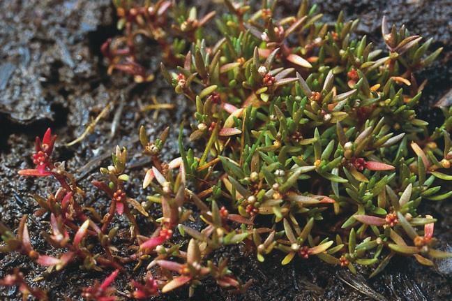 HERLOFF Fyrling Crassula aquatica förekommer här och där i de små hällkaren. Under torra somrar torkar många hällkar ut och då får man söka förgäves efter fyrlingen. Foto: Ingvar Bergström.