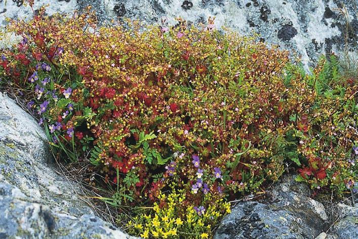 FLORAN I STYRSÖ hassel Corylus avellana, bergek Quercus petraea, ek Q. robur, rönn Sorbus aucuparia och lind Tilia cordata.