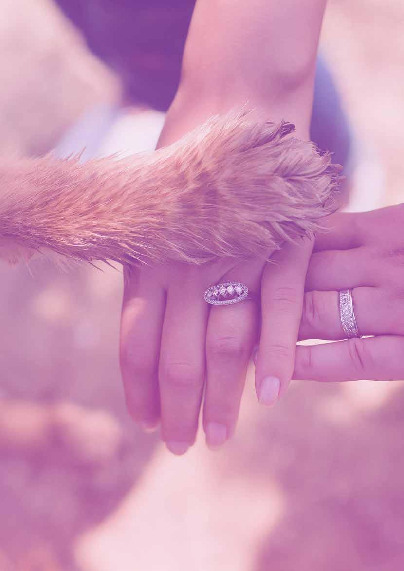 26 Panion Animal