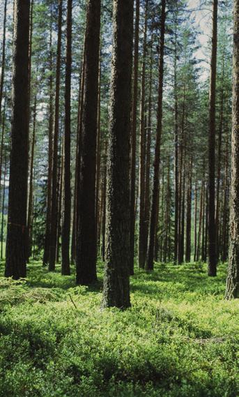 Foto: Olle Hedvall Din lokala virkespartner Just nu har vi stor efterfrågan på virke. Funderar du på att avverka eller behöver du kanske en skogsbruksplan? Vi hjälper dig!