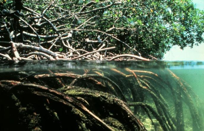 2 Mangrove Ni ska arbeta med mangroveskogar i skolan. Mangroveskog består av träd och U.S.