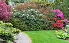 Rhododendronsektionen Program JUNI NOvember 2017 Vi serverar kaffe och kaka som i våras. Lördagen 16 september är Hildings Have öppen för arbete och för besök 9 12.