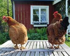 trädgårdsodlare har av hönsen (förutom de goda ägggen), med mera. Du får också lära dig vad som behövs vad gäller tillstånd från kommunen och vad som gäller enligt djurskyddslagstiftning.