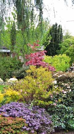 Rhododendronsektionen Program JUNI NOvember 2017 Juni Lördag 17 juni är Hildings Have öppen för arbete och för besök 9 12. Hildings Have Våra arbetslördagar fortsätter på lotten som tidigare.