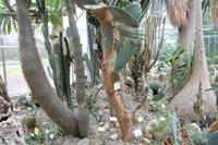 Kaktushuset Kaktushuset har ökenklimat, mellan 15 och 30 graders värme, stor dygns- och årsvariation och torr luft. Suckulenter är köttiga växter som trivs i torra områden.