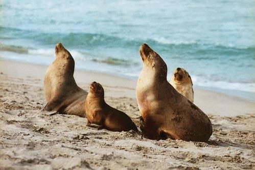 Transfer direkt till hotellet, Crown Metropol Perth 4,5*, som ligger i centrala vackert vid Swan River. (F, L, flygmåltider) Dag 4 Perth 3 nov/2 feb G day mate och välkommen till landet down under!