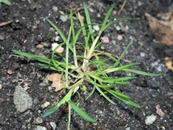 Vitgröe (Poa annua L.