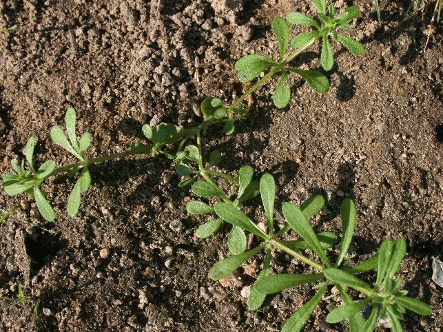 vegetationsperioden.
