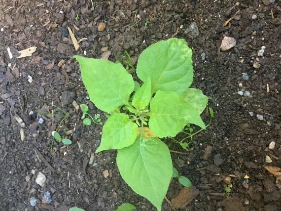 Nattskatta (Solanum nigrum L.