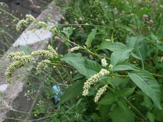 och blommar i juli - oktober.