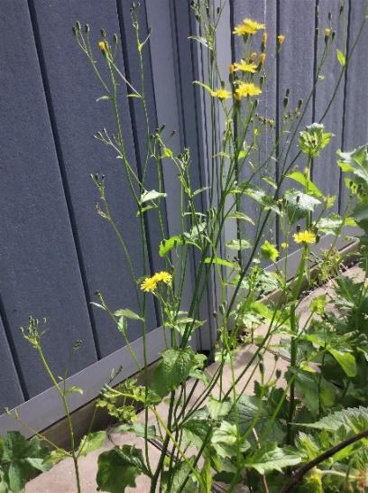 Harkål (Lapsana communis L.