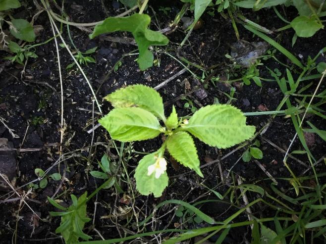 Blekbalsamin (Impatiens parviflora) Blekbalsaminen