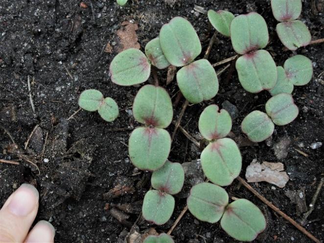 Jättebalsamin (Impatiens glandulifera) Jättebalsamin blir upp till 2,5 m hög och blommar i juli-september med rosa,