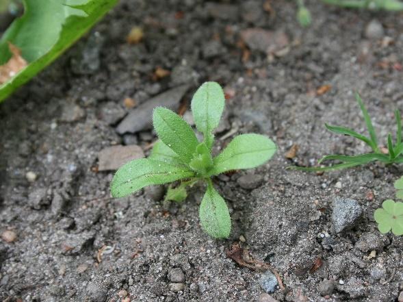 Åkerförgätmigej (Myosotis arvensis (L.