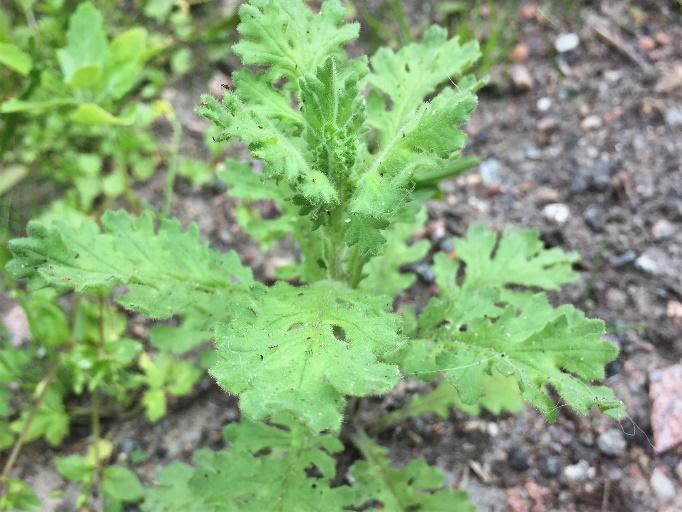 Klibbkorsört (Senecio viscosus) Klibbkorsörten blir 15 till 60 centimeter hög och