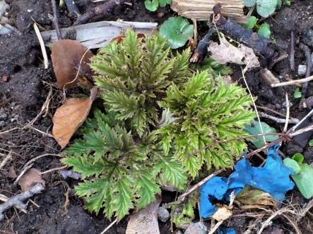 Jätteloka (Heracleum mantegazzianum) även kallad Björnloka Varning för brännskador!