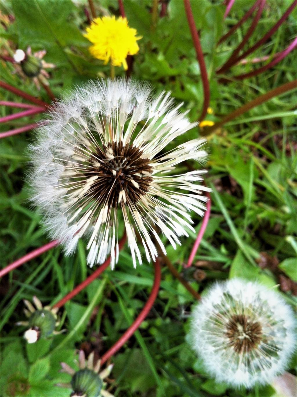 Maskrosfrön, bildar