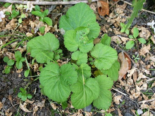Maskros (Taraxacum spp.