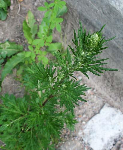 Skräppor (Rumex) Skräpporna blir upp till 120 cm
