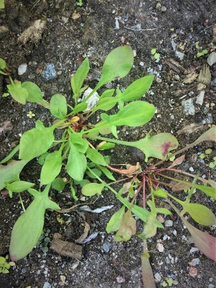 Fleråriga aggressiva rotogräs med rotdjup < 40 cm Dessa fleråriga rotogräs sprider sig med utlöpare där rötterna inte går djupare än 40 cm.