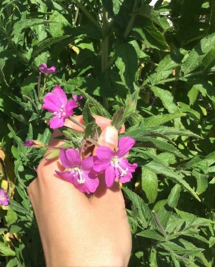 Rosendunört (Epilobium hirsutum)