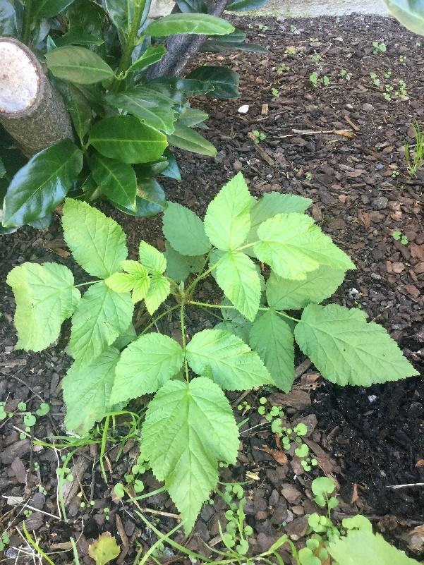 Hallon (Rubus idaeus) Har grå undersida på