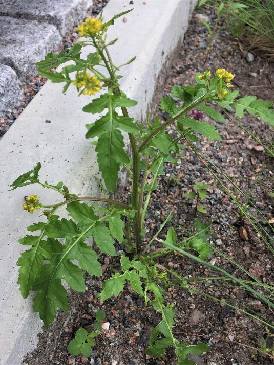 Rorippa-arter (Rorippa) Vanligast förekommande arten är strandfräne (Rorippa sylvestris). Ytterligare fem arter finns i Sverige. Strandfräne blir ungefär 50 cm hög och blommar juni - juli.