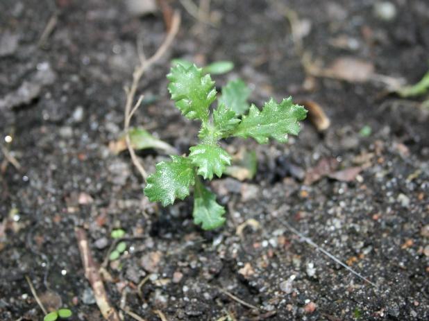 Exempel på fröogräs Korsört (Senecio vulgaris) Vinterannuell Korsörten