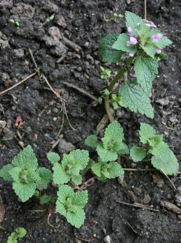 Rödplister (Lamium) mf.