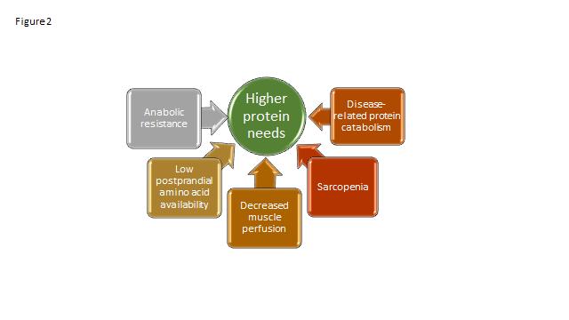Många skäl till ökat proteinbehov hos äldre Nordiska