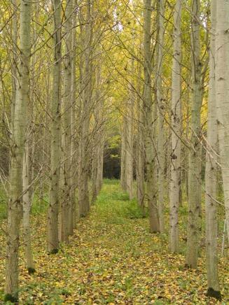 Skogsbioteknik har stor potential att producera ett brett urval av nya innovativa råvaror Fiber farming Eukalyptus/Poppel/Asp Ökad tillväxt och vedtäthet (+50-100%) Förbättrade vedfiberegenskaper