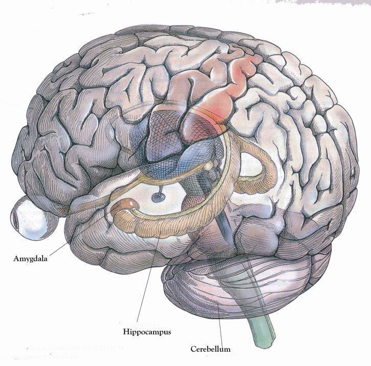 Neuropsykiatri